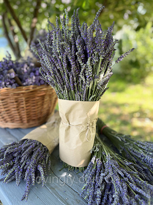 Трирічні саджанці лавандину Grosso (діаметр куща до 50 см) Ірпінь - фото 2