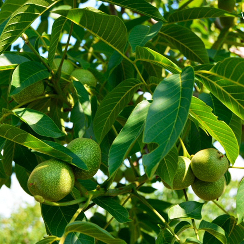 Саженцы грецкого ореха Песчанский - 3-летний Черновцы - изображение 1