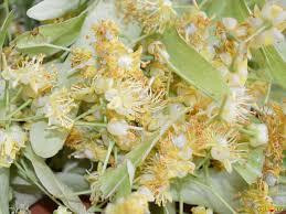 Цвіт липи (Цвет липы) 100г master sem Київ - фото 2