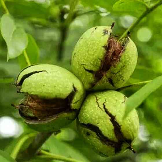 Саджанці грецького горіха Регіа - 3-річний Чернівці