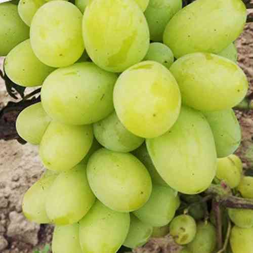 Саженцы винограда Мускат Диевский (черенкованный) - 1-летний Черновцы