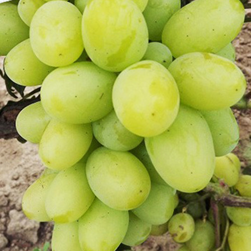 Саженцы винограда Мускат Диевский (черенкованный) - 1-летний Черновцы - изображение 1