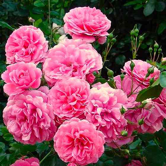 Саженцы роз флорибунда Роял Боника (привитый) Черновцы