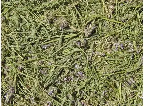 Эспарцет песчаный (Еспарцет піщаний),100г master sem Киев - изображение 1