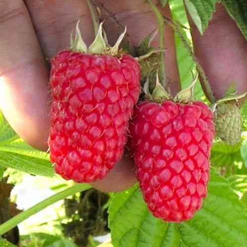 Саджанці малинового дерева Таруса (черенкований) - 1-річний Чернівці