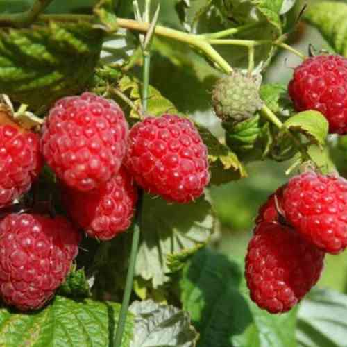 Саджанці малини Маргарита (черенкований) - 1-річний Чернівці