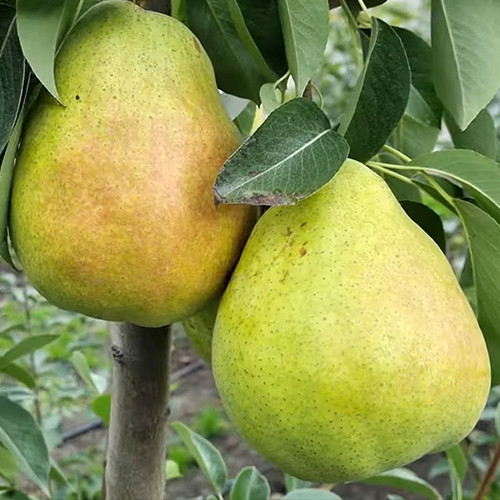 Саженцы груши Дельбарью (привитый) - 1-летний Черновцы - изображение 1