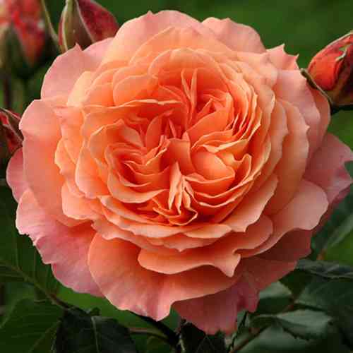 Саджанці троянд Бельведер (привитий) - 2-річний Чернівці