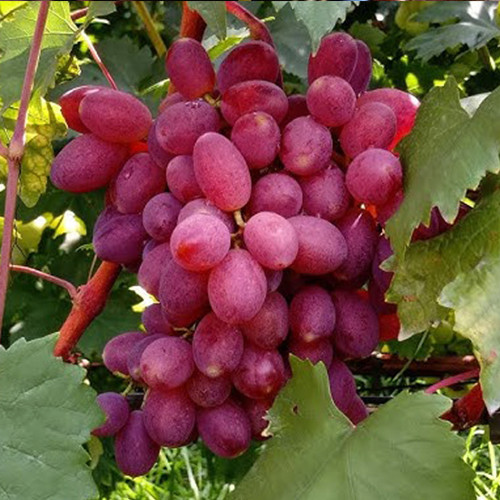 Саженцы винограда Розмалин Д1 (черенкованный) - 2-летний Черновцы - изображение 1