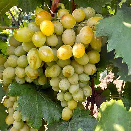 Саженцы винограда Валентина (черенкованный) - 2-летний Черновцы