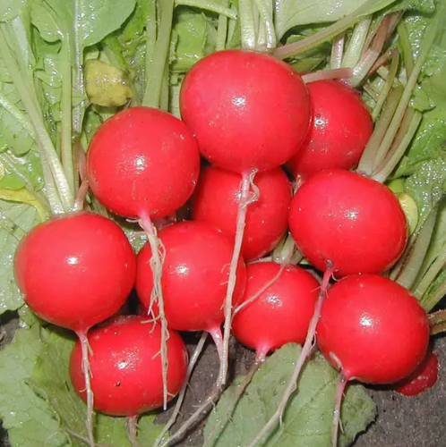 Редис Рудольф 3гр Професійне насіння Житомир - изображение 3