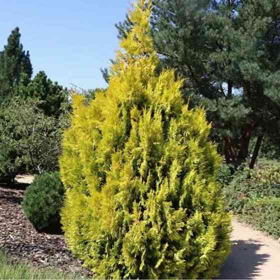 Саженцы складчатой туи Випкорд Черновцы