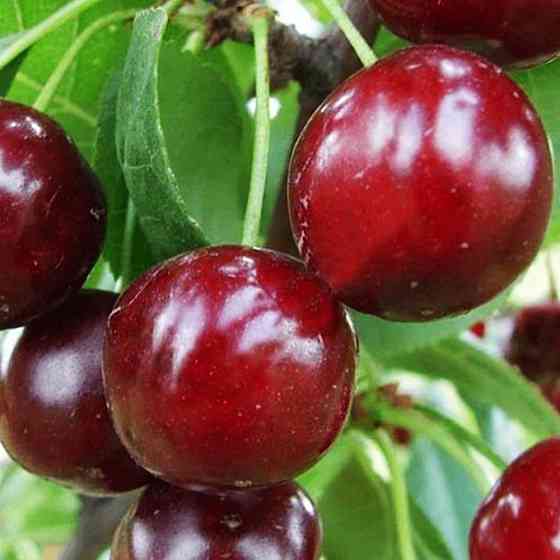 Саженцы вишни Встреча (привитый) - 1-летний Черновцы