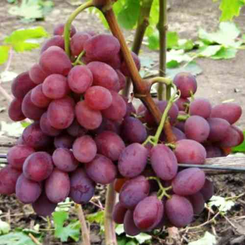 Саженцы винограда Валерия (черенкованный) - 2-летний Черновцы