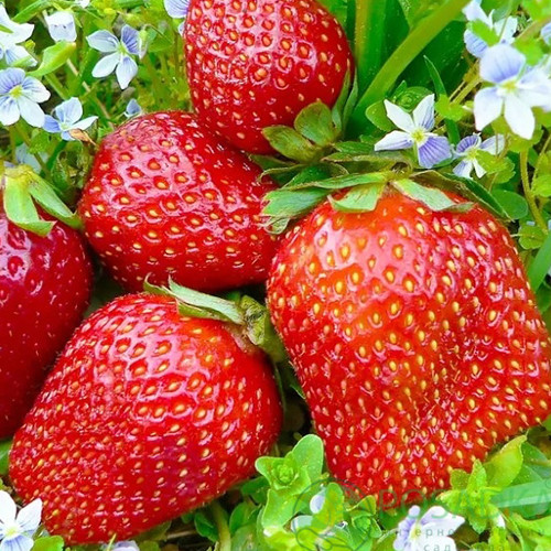 Саджанці полуниці Кісс Нелліс (10 штук) - 1-річний Чернівці - фото 1