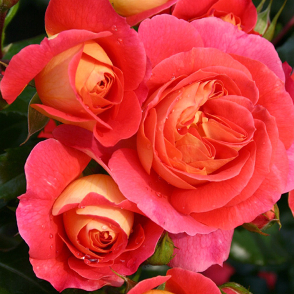 Саджанці троянд флорибунда Брати Грімм (привитий) Чернівці - фото 1