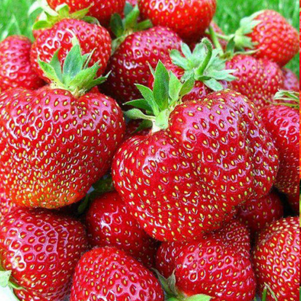 Саженцы клубники Королева Елизавета (10 штук) (ремонтантная) Черновцы - изображение 1