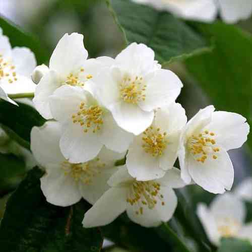 Саджанці жасмину Дрібнолистий (черенкований) - 2-річний Чернівці