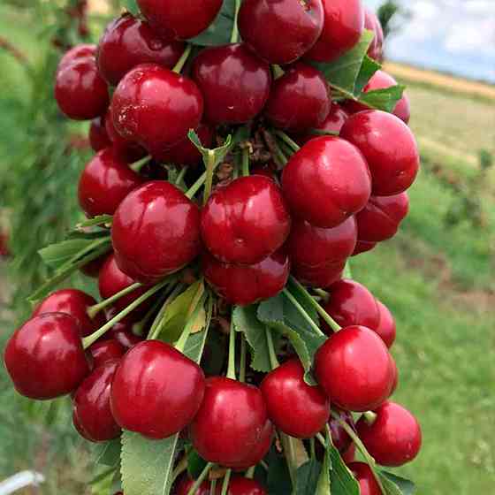 Саджанці черешні Роял Хелен (привитий) - 1-річний Чернівці