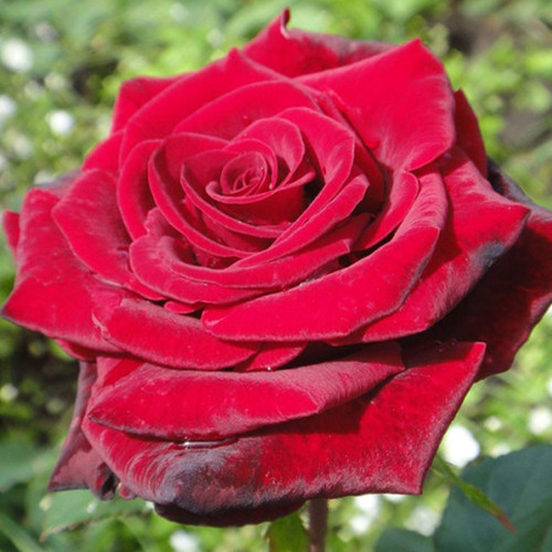 Саджанці троянд Гранд Гала (привитий) - 2-річний Чернівці - фото 1