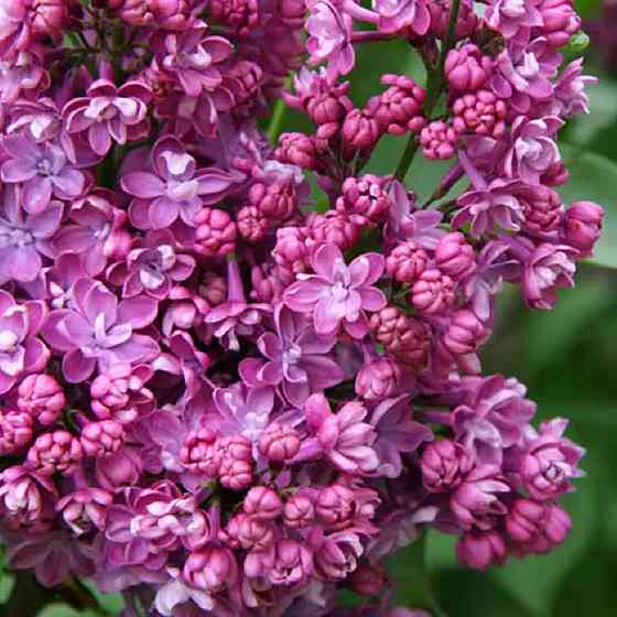 Саджанці бузку Богдан Хмельницький (привитий) - 2-річний Чернівці