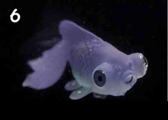 Золота риба телескоп, коричневого кольору, силіконова та люмінісцентна (в темноті світяться), декор в акваріум), розмір 7*4 см Київ