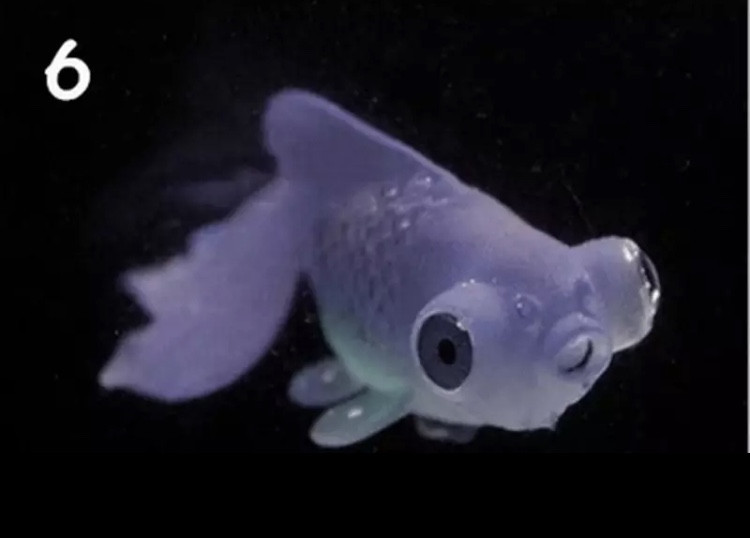 Золотая рыба телескоп, коричневая, силиконовая и люминисцентная (светящая )декор в аквариум - размер 7*4 см Киев - изображение 1