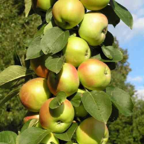 Саженцы колонновидной яблони Таскан (привитый) - 2-летний Черновцы