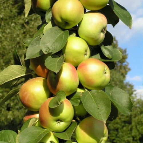 Саженцы колонновидной яблони Таскан (привитый) - 2-летний Черновцы - изображение 1