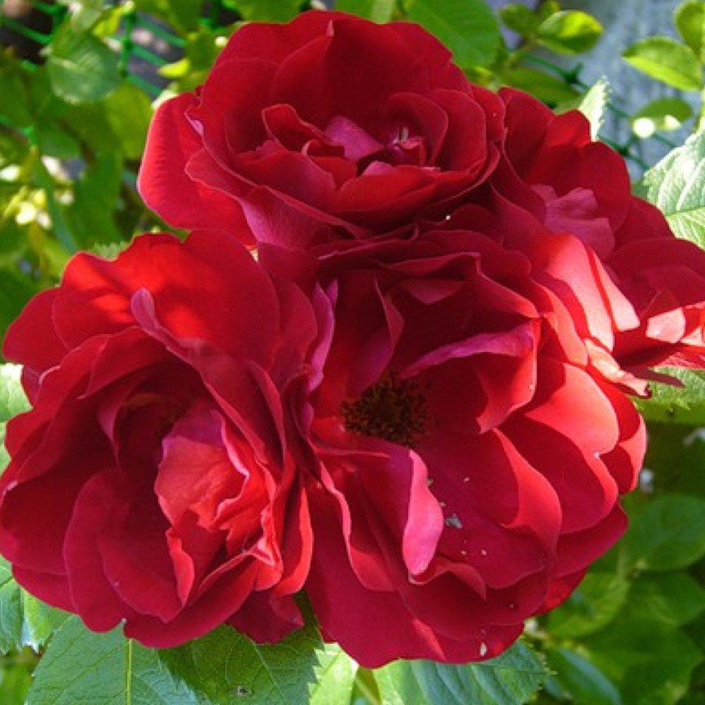 Саджанці троянд на штамбі Фламентанц (привитий) Чернівці - фото 4