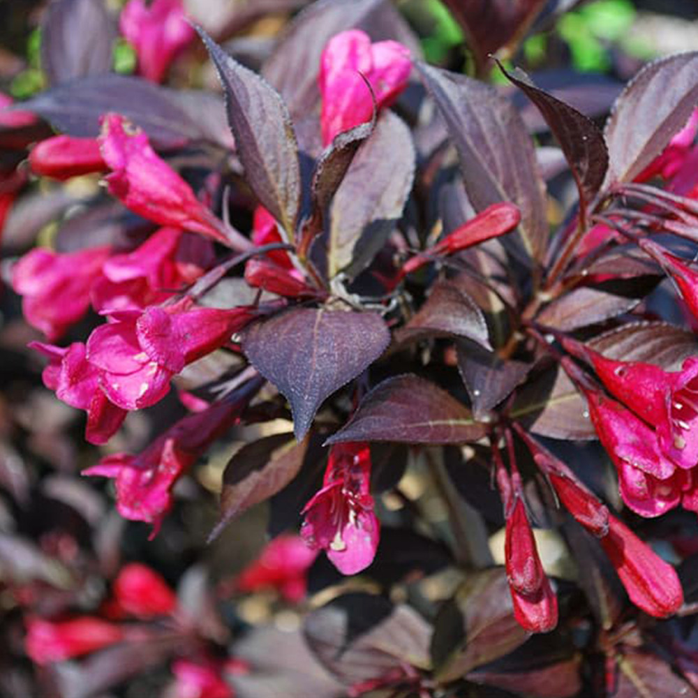 Саженцы вейгелы Александра (черенкованный) Черновцы - изображение 2