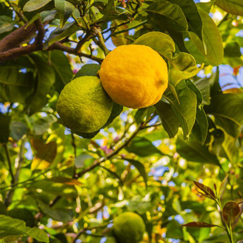 Саджанці лимона Ювілейний - 1-річний Чернівці - фото 1