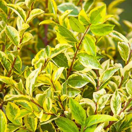 Саженцы бирючины Строкатая (черенкованный) - 2-летний Черновцы