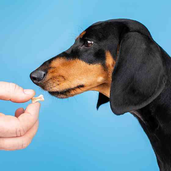 Витамины Provet Profiline для собак, Макси Комплекс для средних и больших пород, 100 таб. Винница