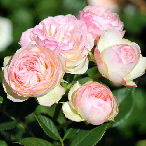 Саджанці троянд Пастелла (привитий) - 2-річний Чернівці