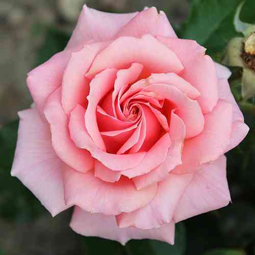 Саджанці троянд Поезія (привитий) - 2-річний Чернівці