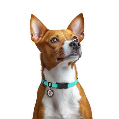 Ошейник для животных WAUDOG Magnet c QR паспортом, магнитная пряжка-фастекс S тиффани (279427) Винница