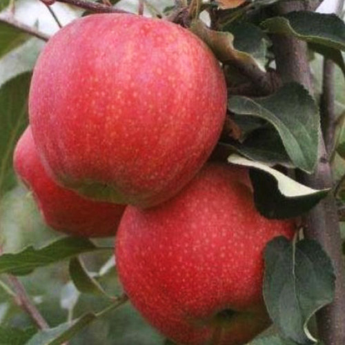 Саджанці яблуні Гала Шніга (привитий) - 2-річний Чернівці - фото 1