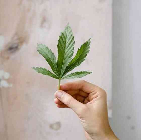 БИО-Шампунь твердый для блеска и ускорения роста волос Конопля и Бузина Logona 60 г Киев