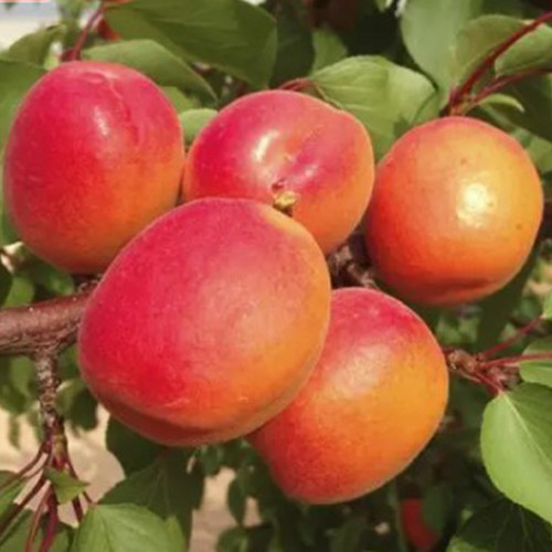 Саженцы абрикоса Перла Кот (привитый) - 2-летний Черновцы - изображение 1