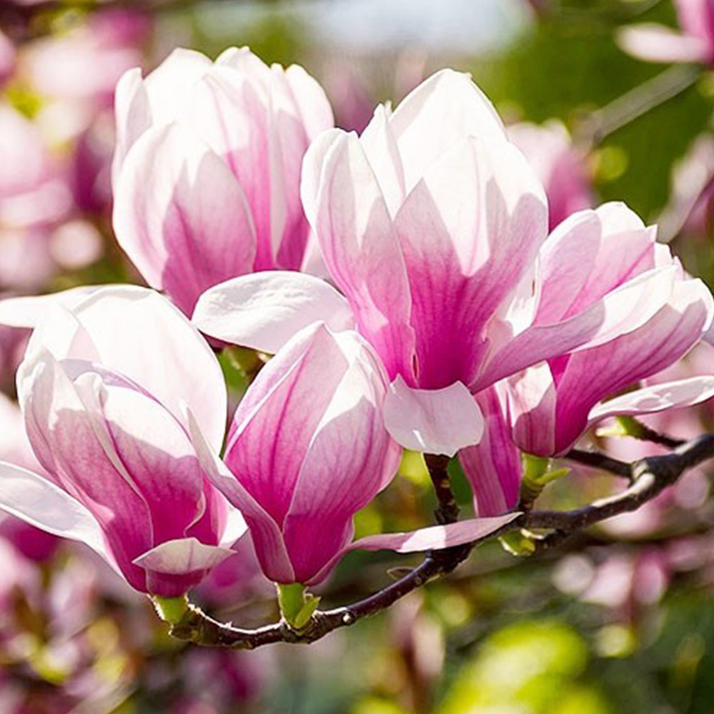 Саджанці магнолії Ред Лакі (привитий) - 3-річний Чернівці - фото 3