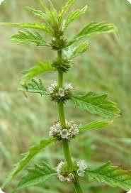 Зюзьник європейський (Зюзник европейский) 100г master sem Киев - изображение 1