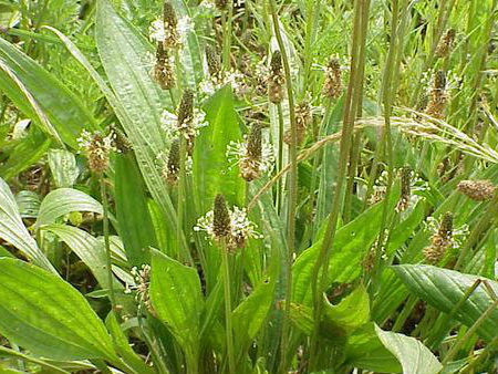 Подорожник ланцетолистный, 100г master sem Киев - изображение 1