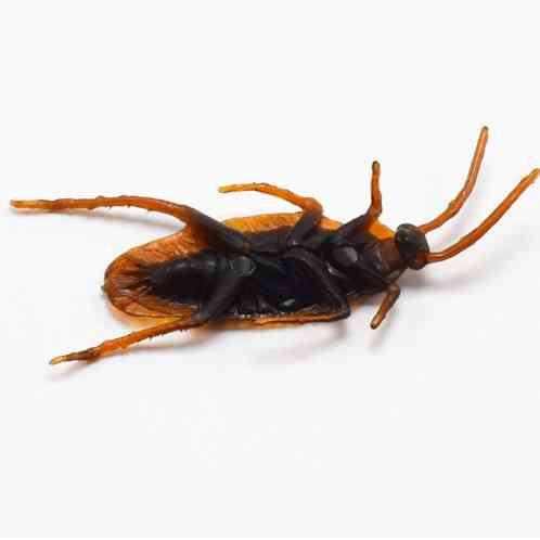 Искусственные тараканы 10 штук 14 на 45 мм коричневый Киев