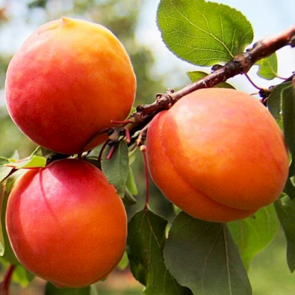 Саженцы абрикоса Медиабель (привитый) - 1-летний Черновцы - изображение 3