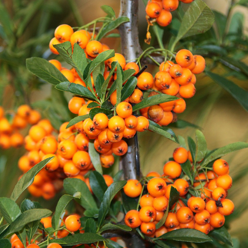 Саджанці обліпихи Адам+Єва (пара) (черенкований) - 2-річний Чернівці - фото 3