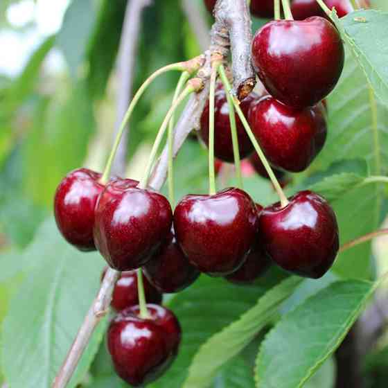 Саджанці черешні Корал (привитий) - 2-річний Чернівці