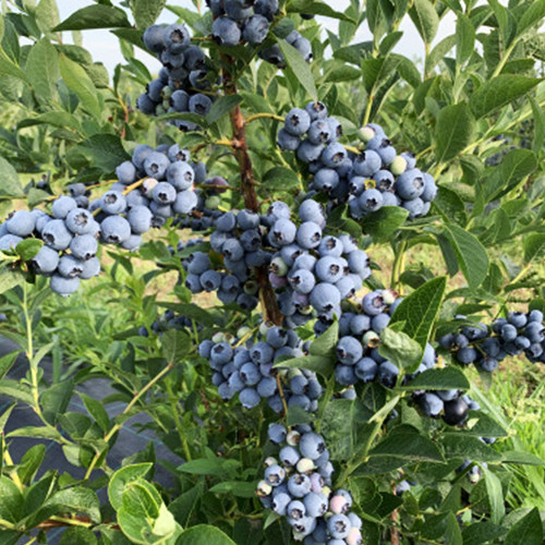 Саджанці лохини Гурон (черенкований) - 2-річний Чернівці - фото 1