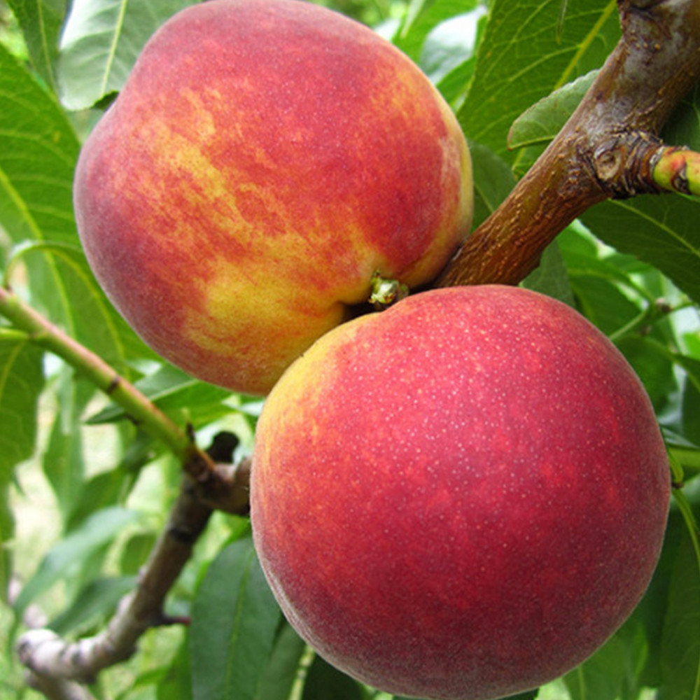 Саджанці персика Фрост (привитий) - 2-річний Чернівці - фото 2