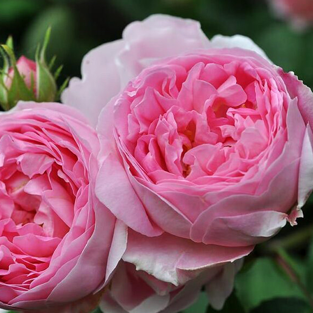 Саженцы английских пионовидных роз Констанс (привитый) Черновцы - изображение 3